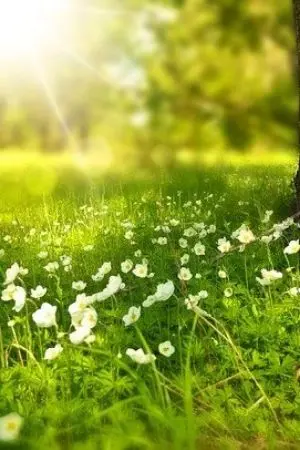 ปกนิยาย กอหญ้า พาใจ ไพรนภา