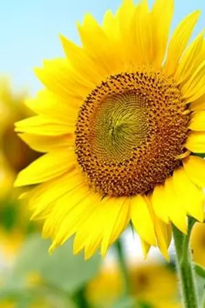 ปกนิยาย อทิตยการ