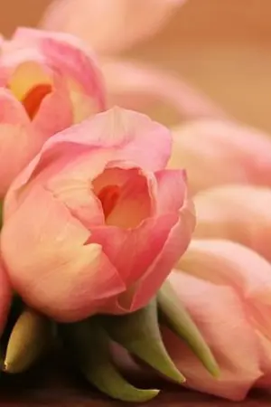 ปกนิยาย พหรมลิขิต