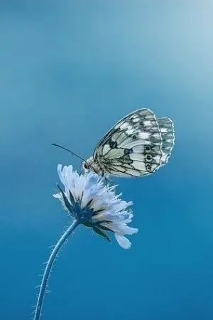 ปกนิยาย (END)What are you looking for?