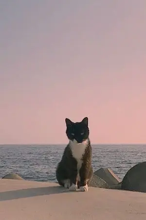 ปกนิยาย rememberช่วงชีวิตของฉัน