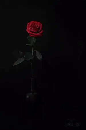 ปกนิยาย Red rose 🌹 [TAETEN]