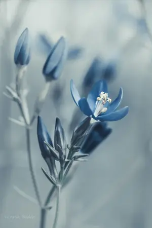 ปกนิยาย FIC KhanKluay | "เจ้าอ้อยของแม่ทัพ" | [YAOI]