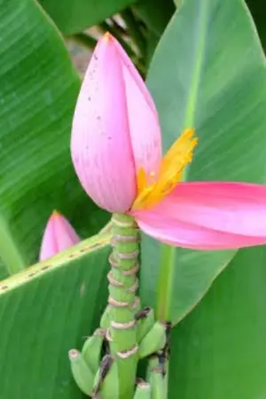 ปกนิยาย (นิยายรามเกียรติ์)​ เมื่อผมเกิดใหม่​ เป็นหลานพญาอนุชิต!