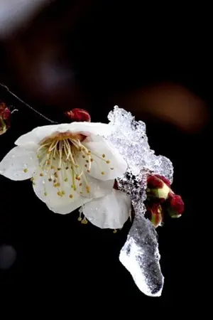 ปกนิยาย (Fic​ Kimetsu​ No​ Yaiba)​ อสูรหมาป่าแห่งคามาโดะ