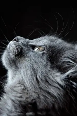 ปกนิยาย [miraculous ladybug x oc] เพื่อนร่วมห้อง