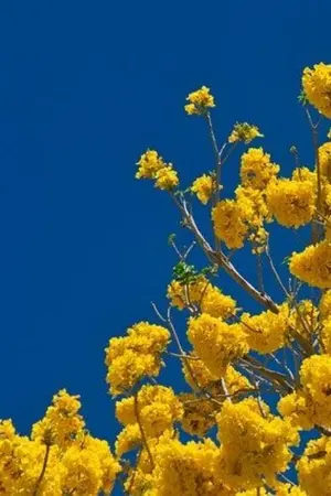 ปกนิยาย หวาน รัก นัก นะ