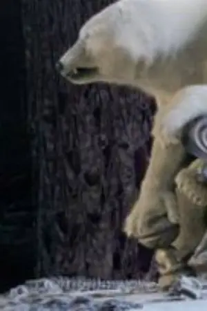 ปกนิยาย การผจญภัยของราชาหมี