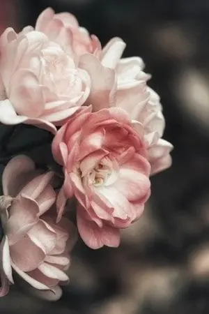 ปกนิยาย My White Flower