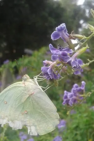 ปกนิยาย (Yaoi) ข้าไม่ได้อยากขัดขวางฮาเร็มของพระเอกเสียหน่อย T"T