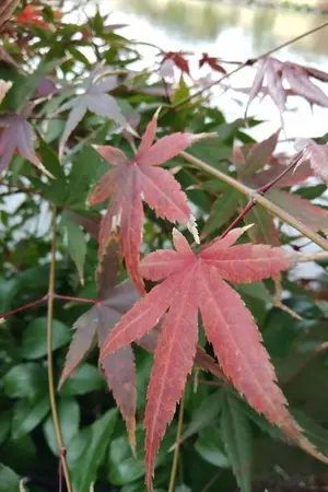 ปกนิยาย ครั้งนี้ผมมีสามีในวันสิ้นโลกนะครับ