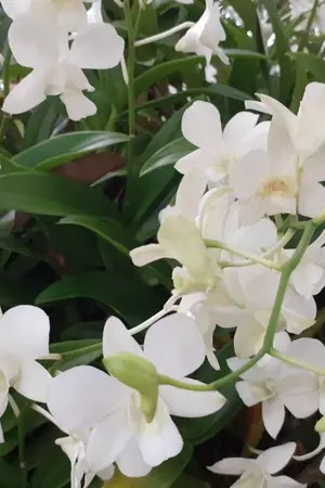 ปกนิยาย พี่ครับ น้องชายคนนี้กลับมาให้พี่กินเต็มที่แล้วครับ