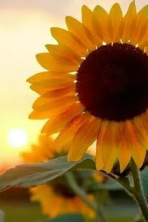 ปกนิยาย อาทิตย์ของฉัน ทานตะวันของเธอ | You Are My 'SUN'