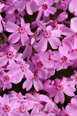 ปกนิยาย ยอดรักท่านประมุข