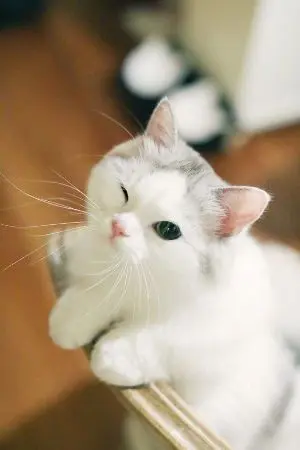 ปกนิยาย [Reborn as a cat]