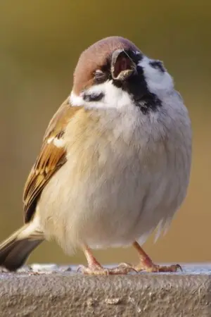 ปกนิยาย นกตัวนั้น [ bird ]