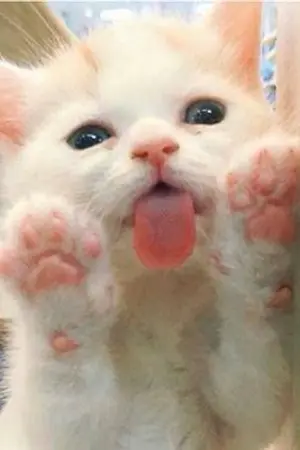 ปกนิยาย ไม่ได้ตั้งใจรักแต่รักจริงนะเนี่ย