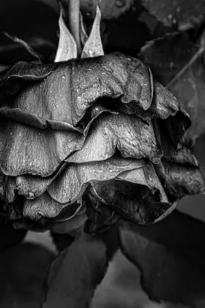 ปกนิยาย (STOP)อย่ายุ่งกับผม เตือนแล้วนะ:)