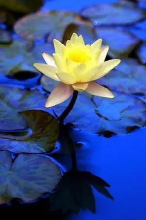 ปกนิยาย QUARANTINE