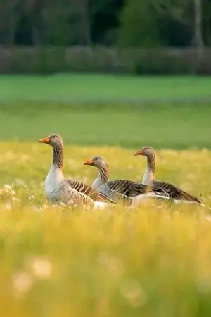 ปกนิยาย พล็อตนิยาย