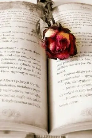 ปกนิยาย แล้วสักวันเราจะได้รักกัน