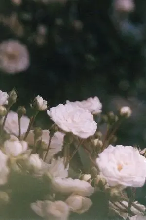 ปกนิยาย จบสิ้นแล้วชีวิตหนุ่มออฟฟิศของผม