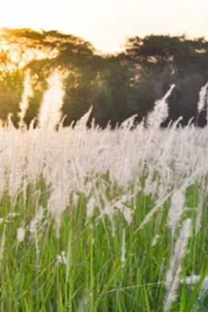 ปกนิยาย ดวงใจ ไออุ่น