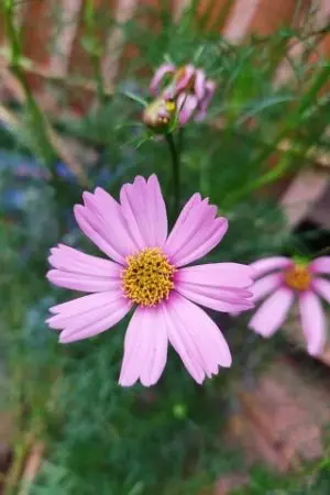 ปกนิยาย Cosmos