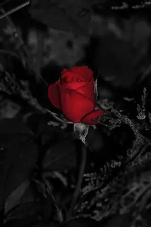 ปกนิยาย Scary Ex boyfriend