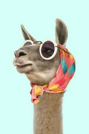 ปกนิยาย ห่วงโซ่ของลามะ