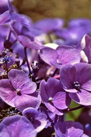 ปกนิยาย (ปิดตอนรีไรท์เนื้อหา) Smell likes Hydrangea (AM/TMR)