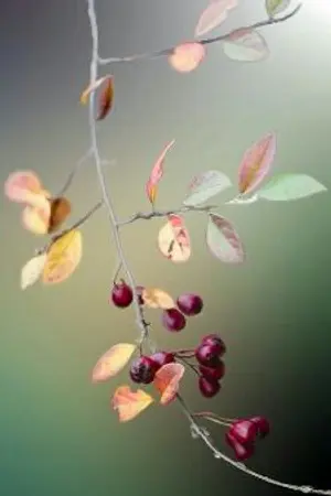 ปกนิยาย ฤาลิขิต..........คู่แข่ง