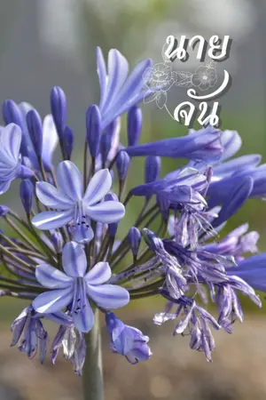 ปกนิยาย นายจัน 3p Mpreg(พีเรียดไทย)