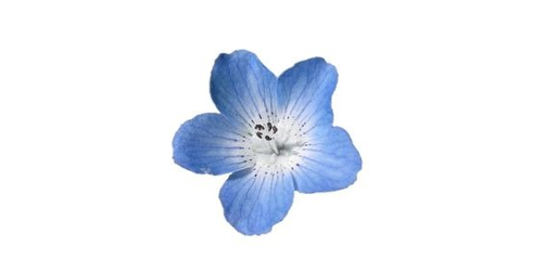 ปกคอลเล็กชัน Chi-nese