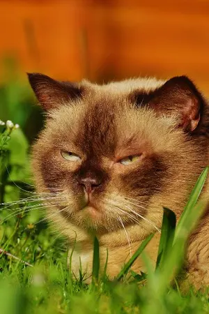 ปกนิยาย ฉันเป็นแมวของศาสตราจารย์พ่อมด