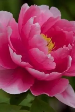 ปกนิยาย [BL]ชายาข้าหาได้อัปลักษณ์