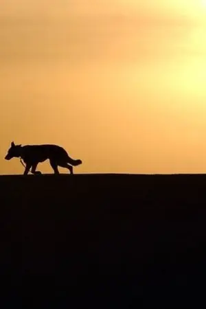 ปกนิยาย เลโอ สุนักเทพ