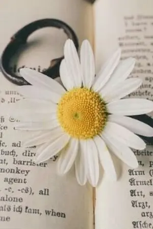 ปกนิยาย ความรักที่ไม่อยากลืม [kookv]