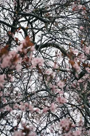 ปกนิยาย Cherry blooms. [JAETEN]