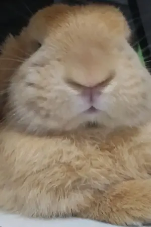 ปกนิยาย เจ้างูตัวร้ายกับยัยกระต่ายแก้มป่อง