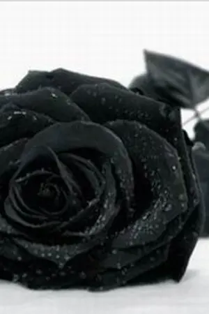 ปกนิยาย Bide Love