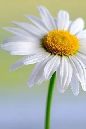 ปกนิยาย ความรัก