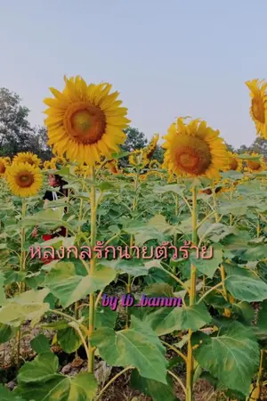 ปกนิยาย