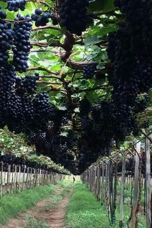 ปกนิยาย ไร่องุ่นหรรษา