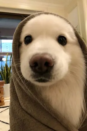 ปกนิยาย เกิดใหม่เป็นภรรยาของอัลฟ่าไร้หัวใจ (Omegaverse,Mpreg)