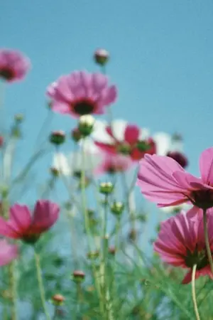 ปกนิยาย รวมเรื่องฉบับซือหลิง (ซือจุยxจินหลิง)