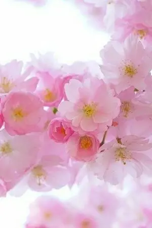 ปกนิยาย น้องสาวเอาแต่ใจกับพี่ชายเย็นชา