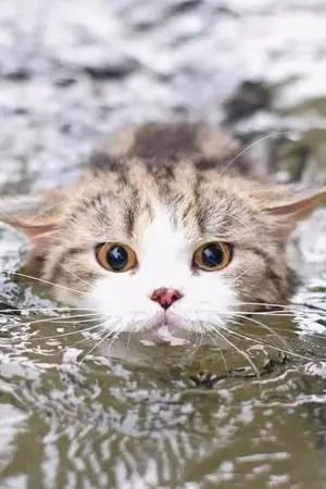 ปกนิยาย หางสอง ฝ่าคลื่นท่วม (ฟรีทุกตอน)