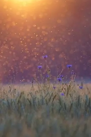 ปกนิยาย หรือว่าจะเป็นพรหมลิขิต(My Destiny)