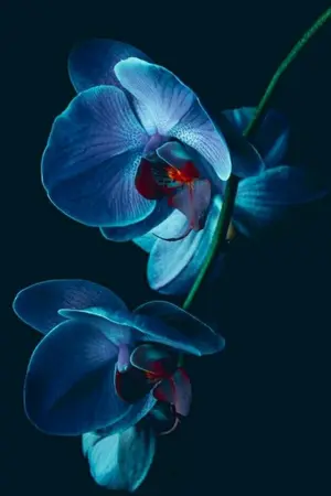 ปกนิยาย Fan-Fiction Bleach: 白海